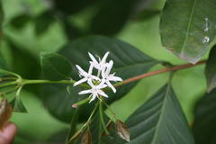 Coffea arabica